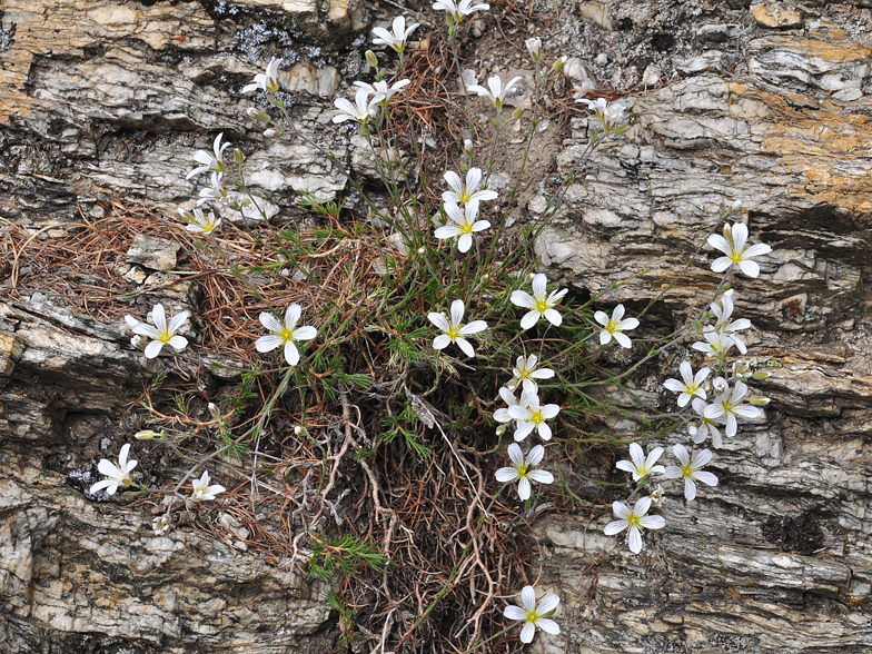 Minuartia laricifolia