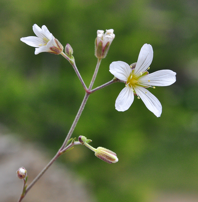 Minuartia laricifolia