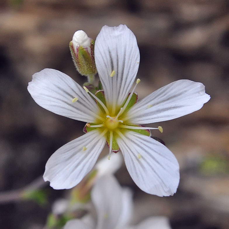 Minuartia laricifolia