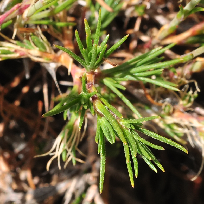 Minuartia laricifolia