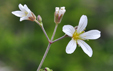 Minuartia laricifolia