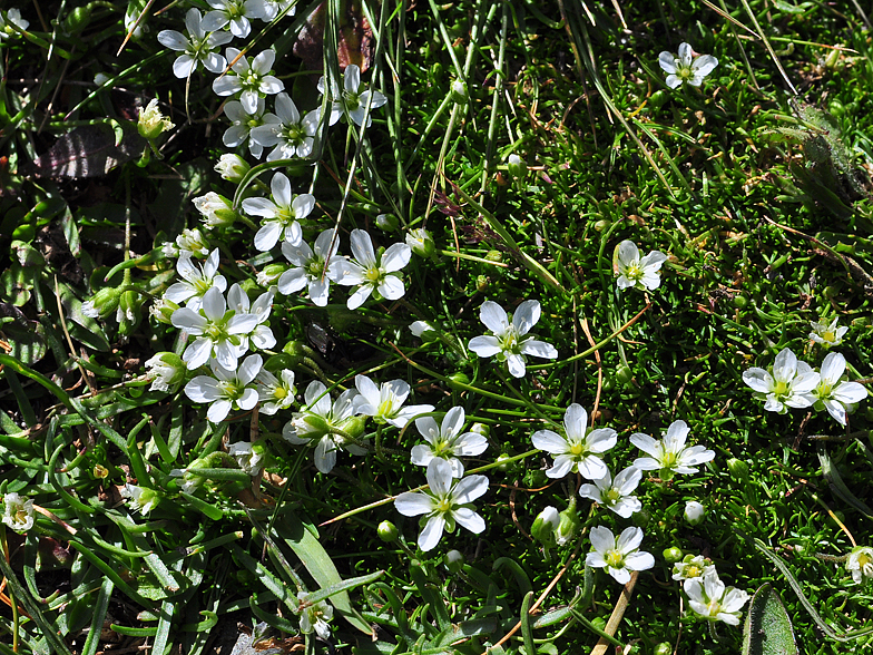 Minuartia recurva