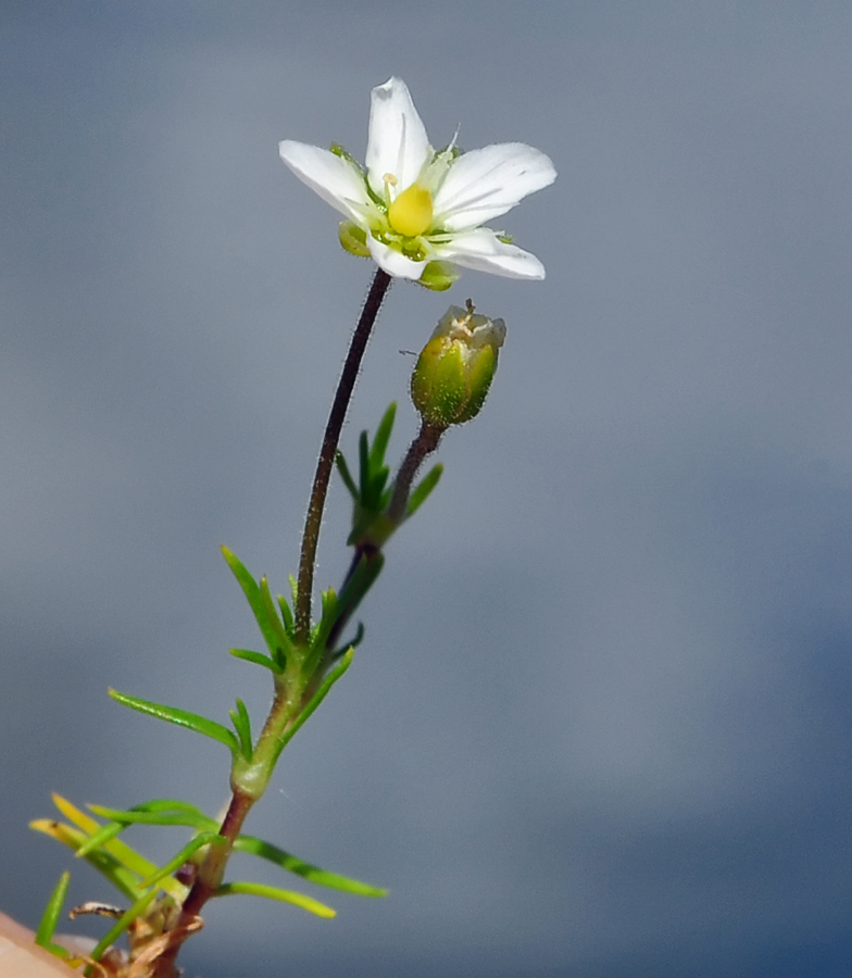 Minuartia recurva