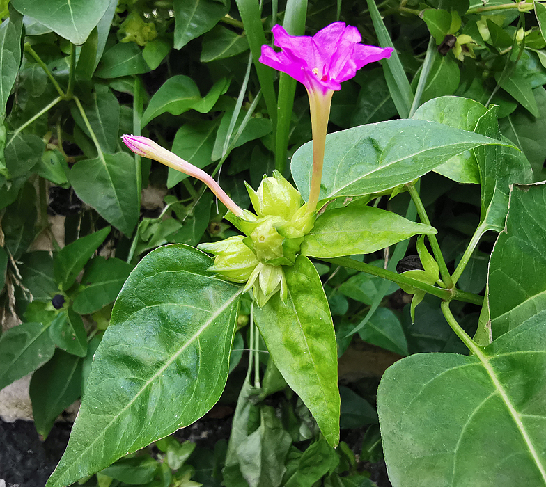 Mirabilis jalapa