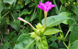 Mirabilis jalapa