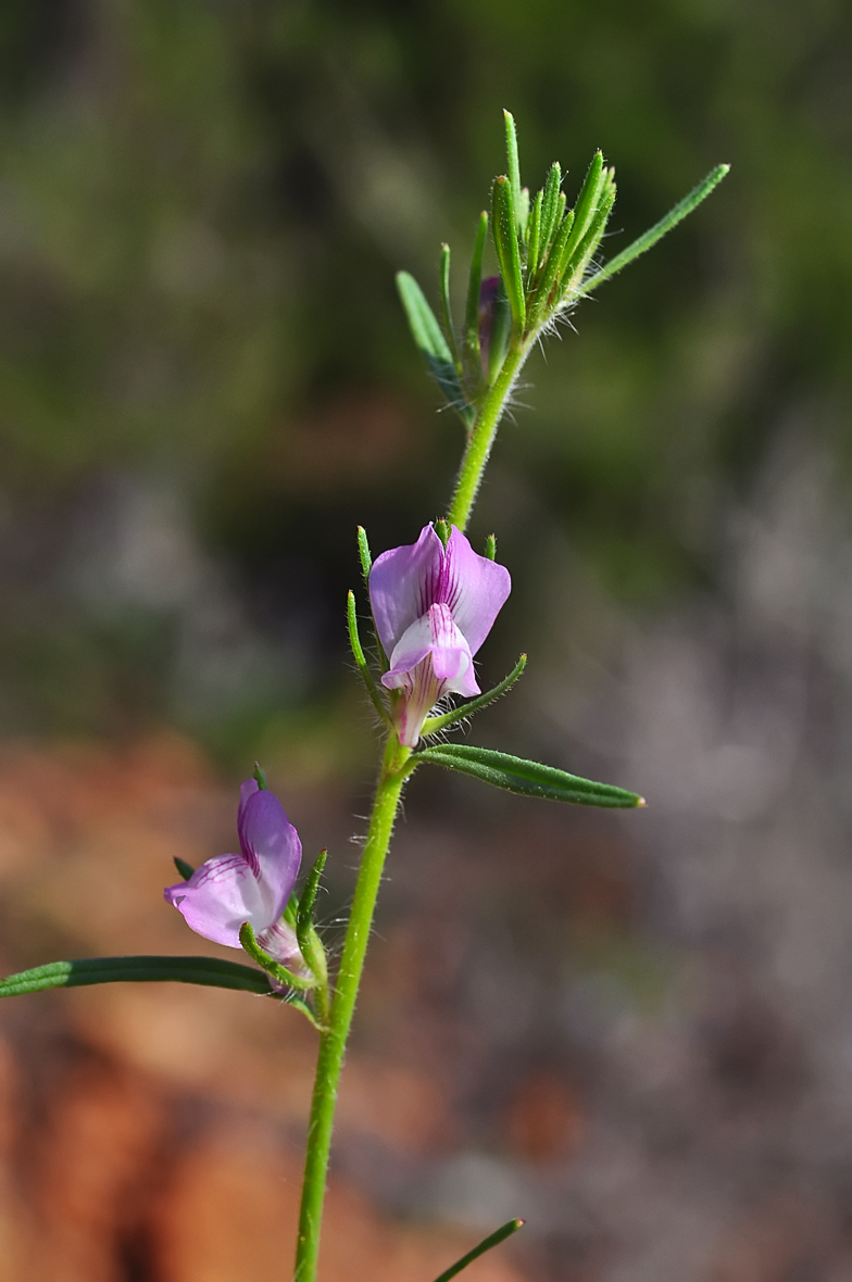 Misopathes orontium