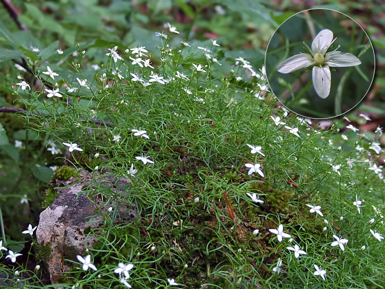 Moehringia muscosa