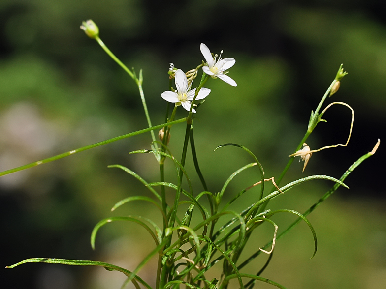 Moehringia muscosa