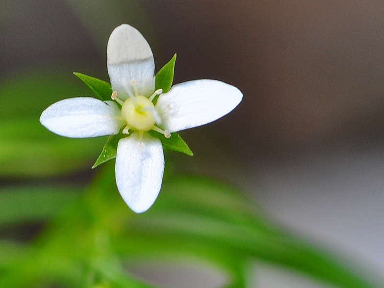 Moehringia muscosa