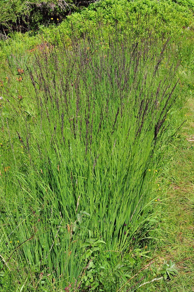 Molinia caerulea