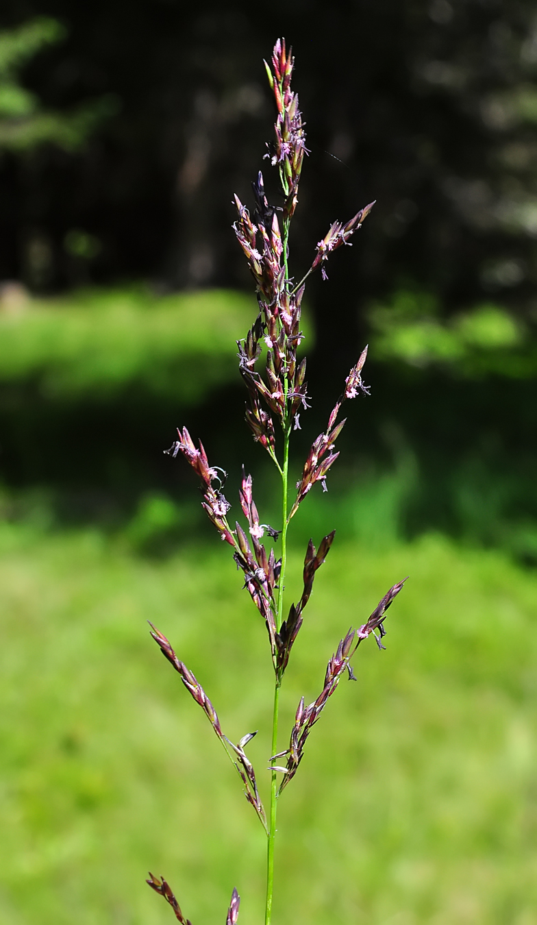 Molinia caerulea