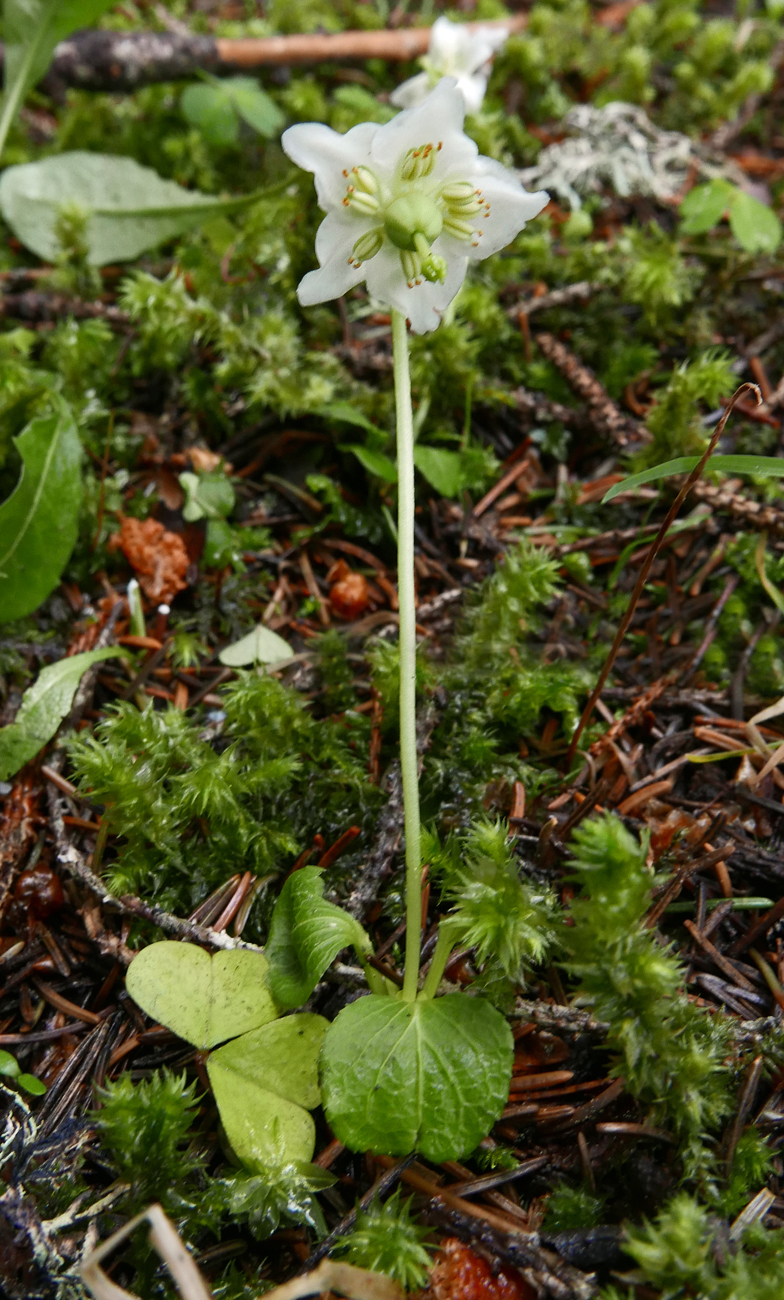 Moneses uniflora