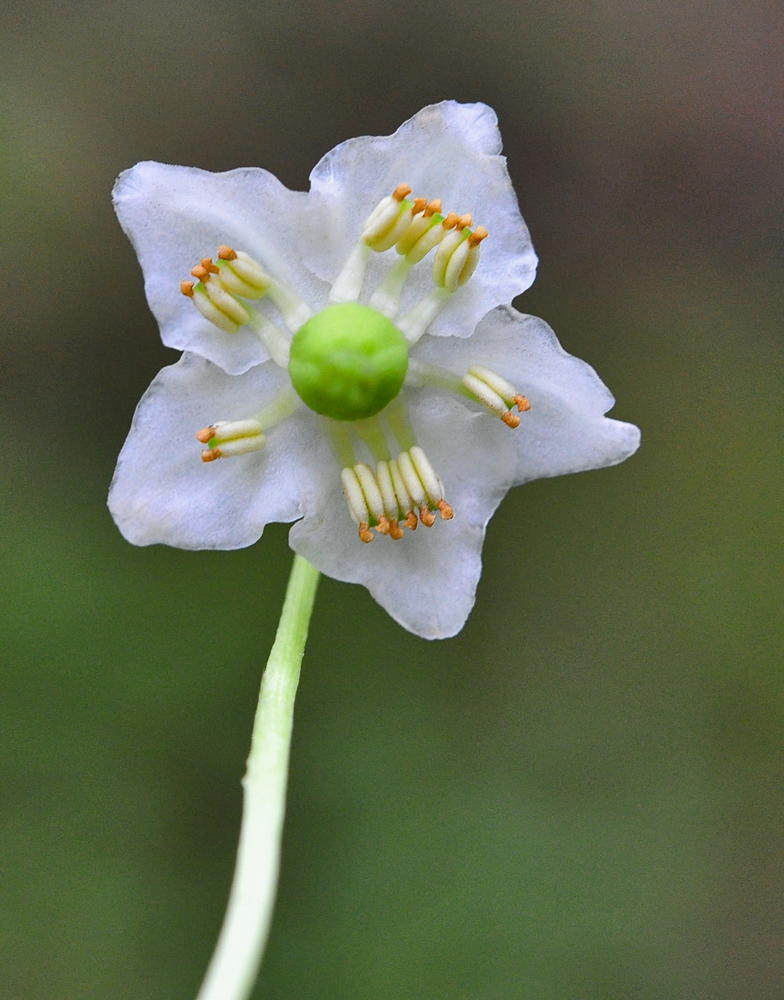 Moneses uniflora