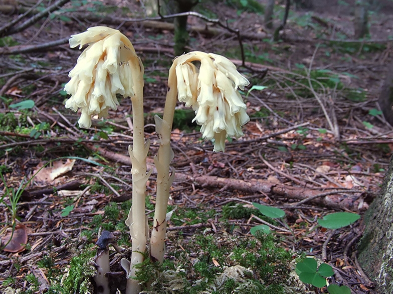 Monotropa hypopitys