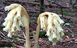 Monotropa hypopitys