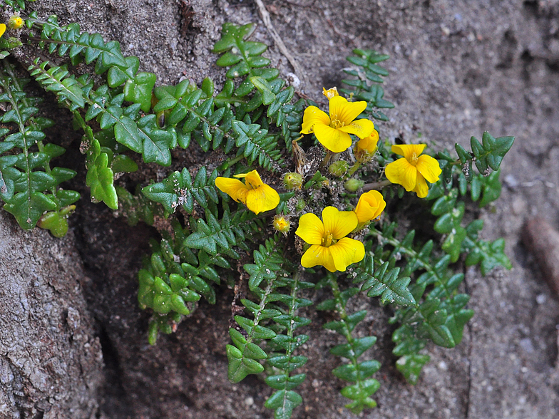 Morisia monanthos