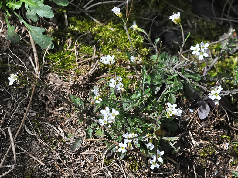 Murbeckiella pinnatifida