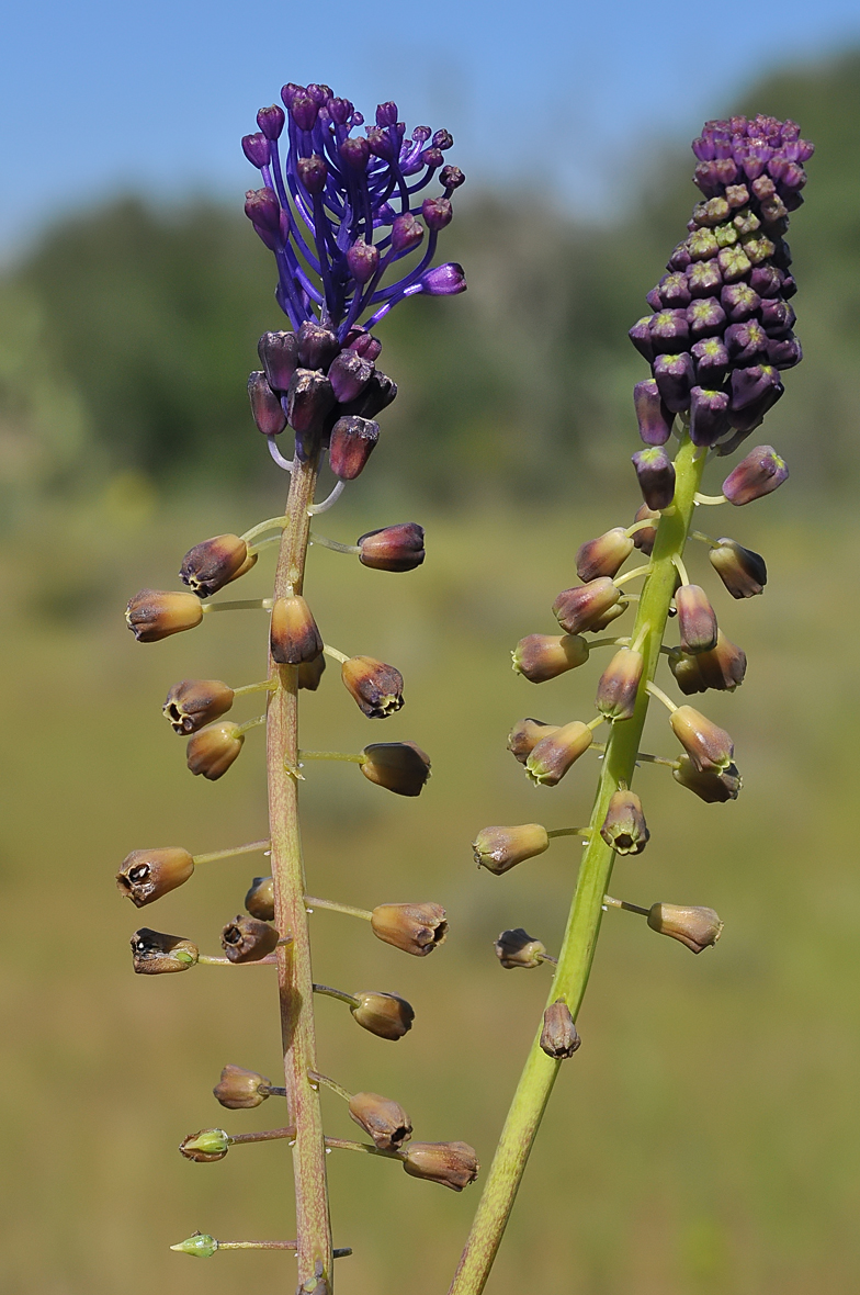 Muscari comosum