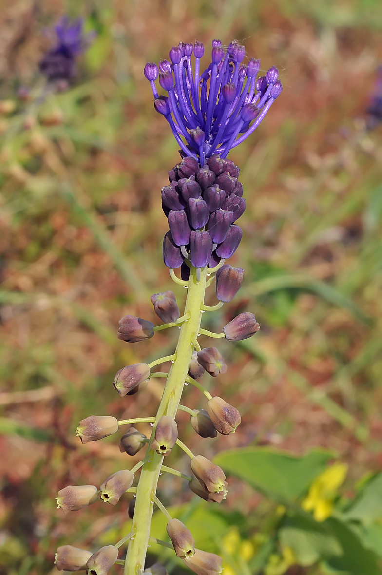 Muscari comosum