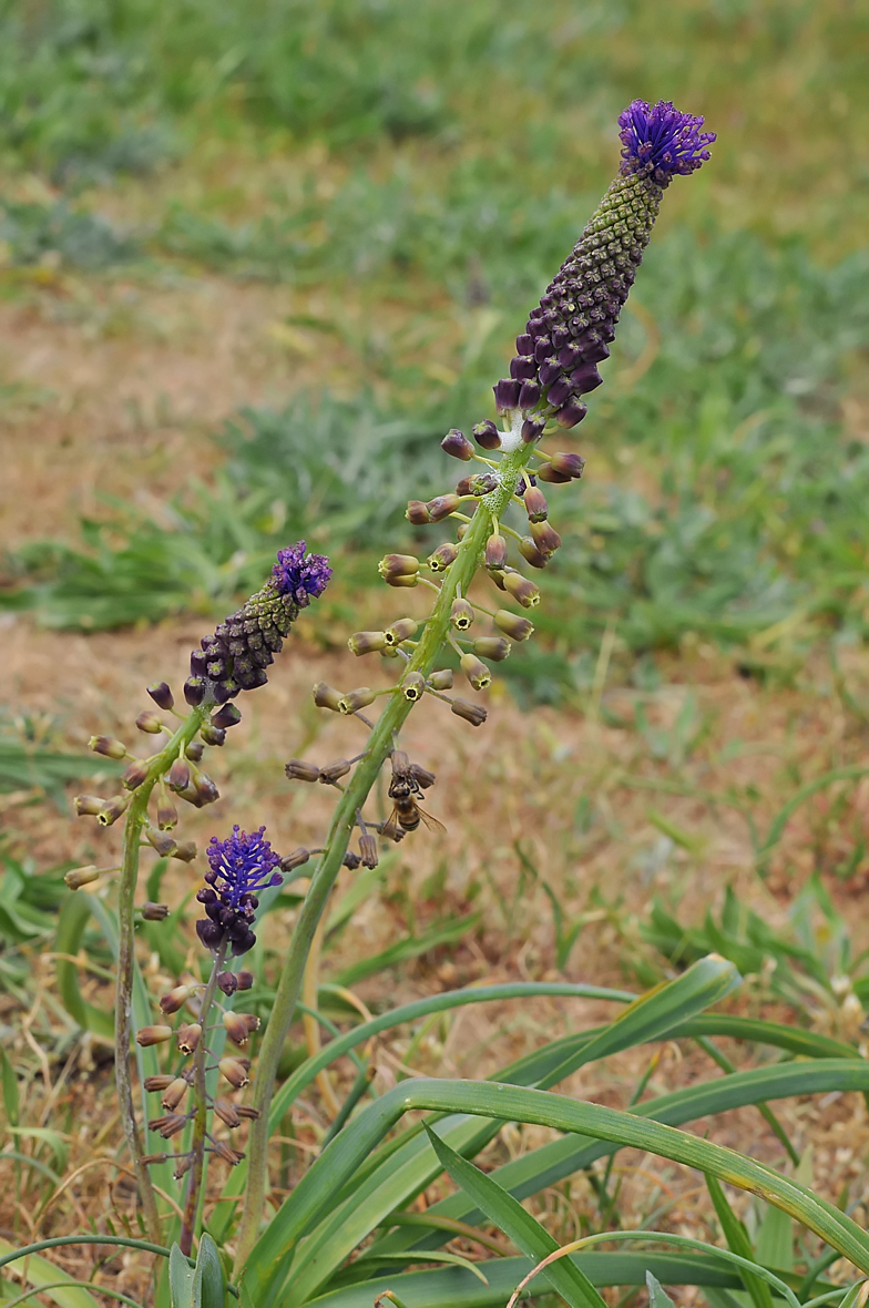 Muscari comosum