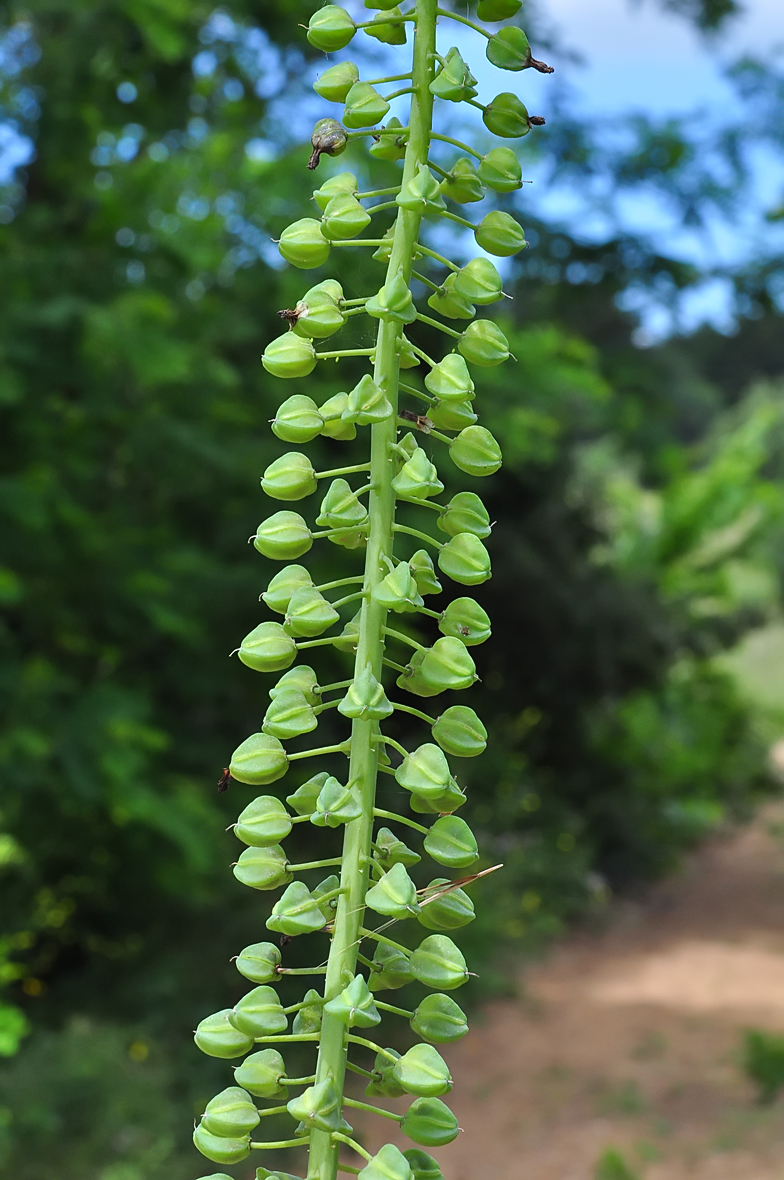 Muscari comosum