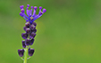 Muscari comosum