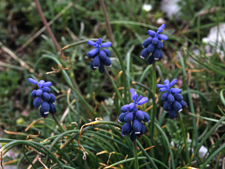 Muscari racemosum