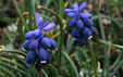 Muscari racemosum