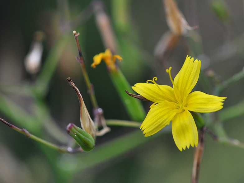 Mycelis muralis