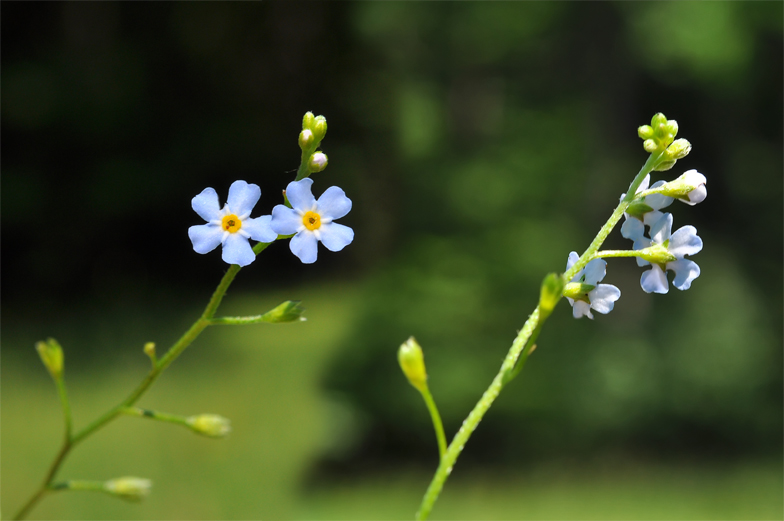 Myosotis caespitosa