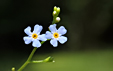 Myosotis caespitosa