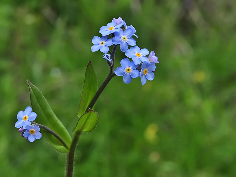 Myosotis decumbens