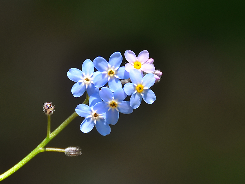 Myosotis decumbens