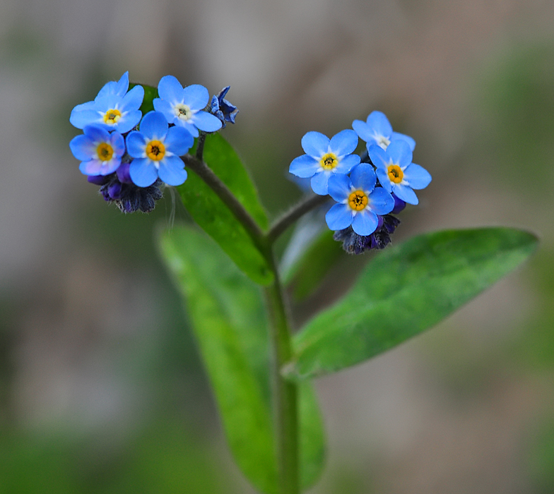 Myosotis decumbens