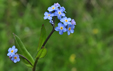 Myosotis decumbens