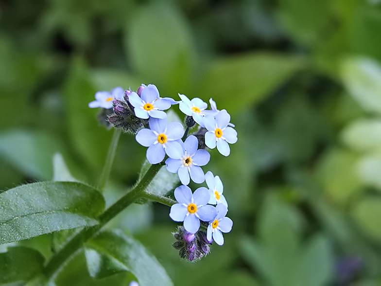 Myosotis sylvatica