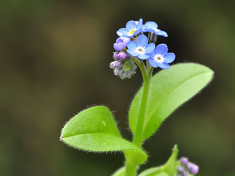 Myosotis sylvatica