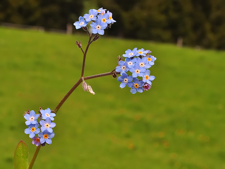 Myosotis sylvatica