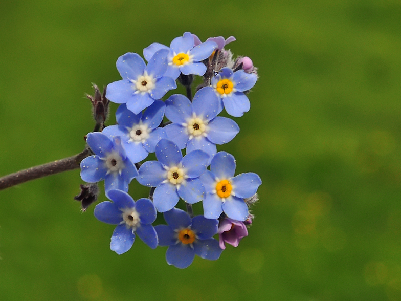 Myosotis sylvatica