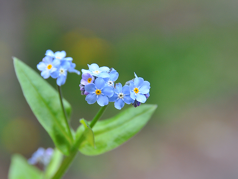 Myosotis sylvatica