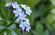 Myosotis sylvatica