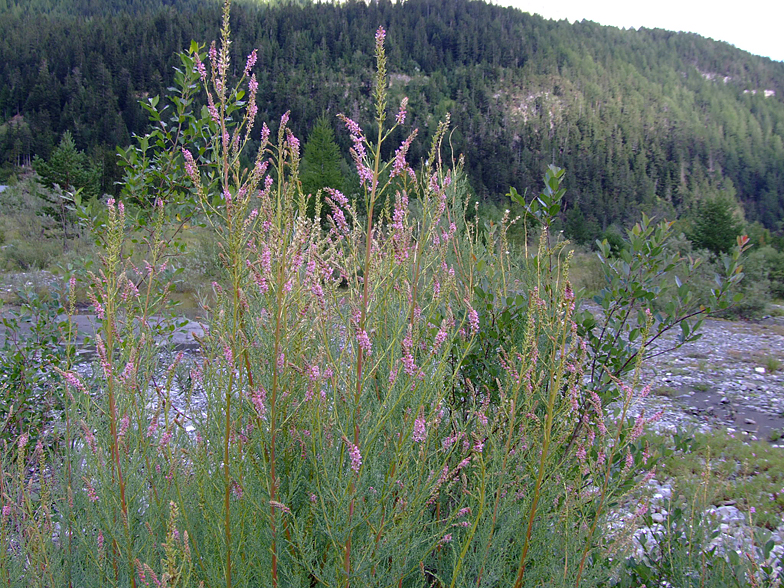 Myricaria germanica