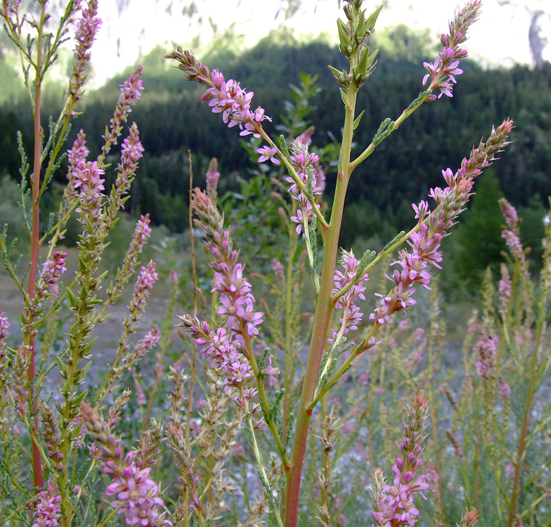 Myricaria germanica