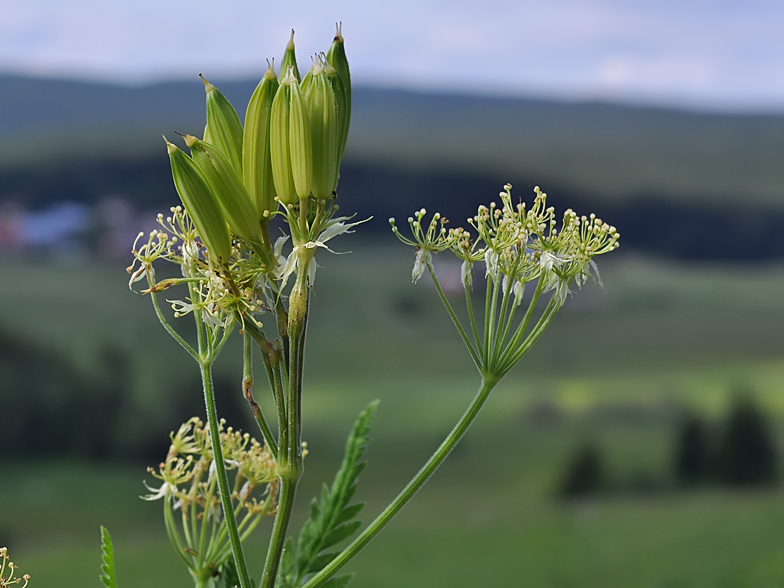 Myrrhis odorata