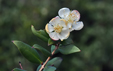 Myrtus communis