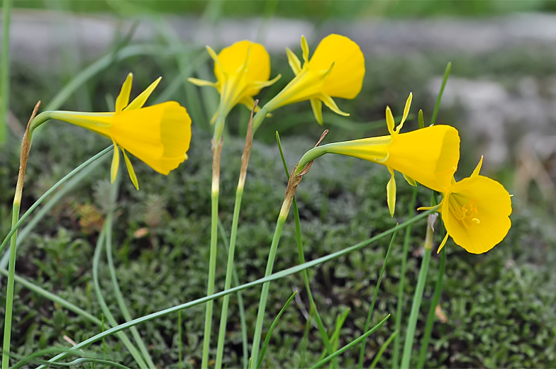 Narcissus bulbocodium