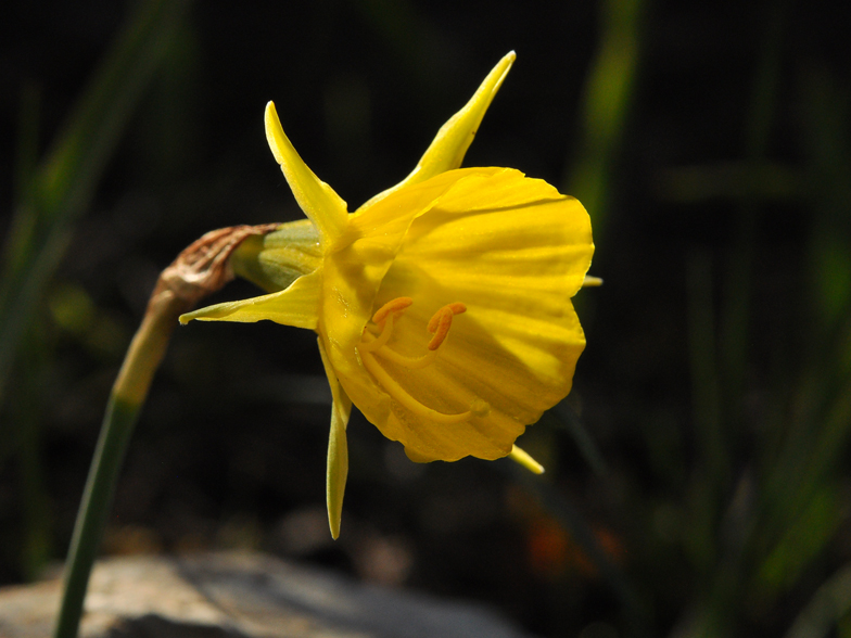 Narcissus bulbocodium