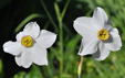 Narcissus poeticus