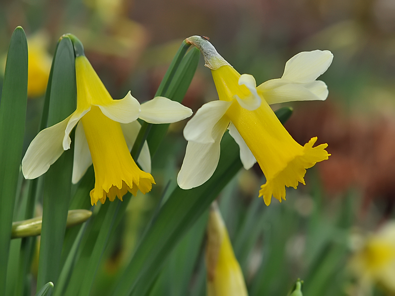 Narcissus pseudonarcissus