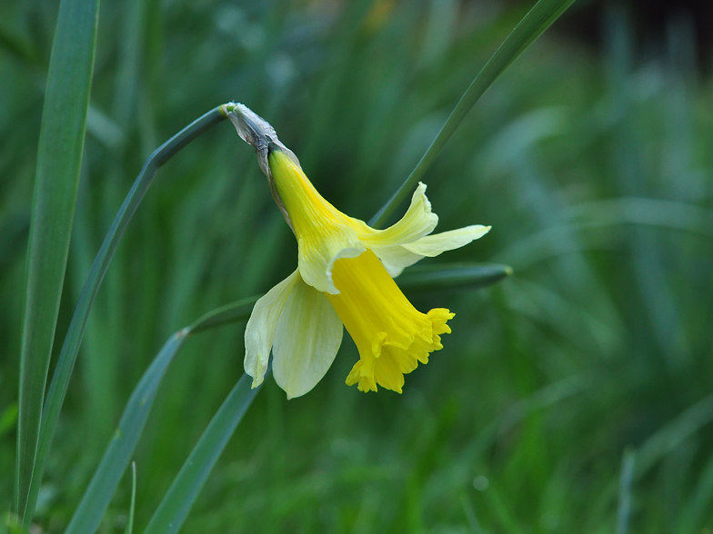 Narcissus pseudonarcissus